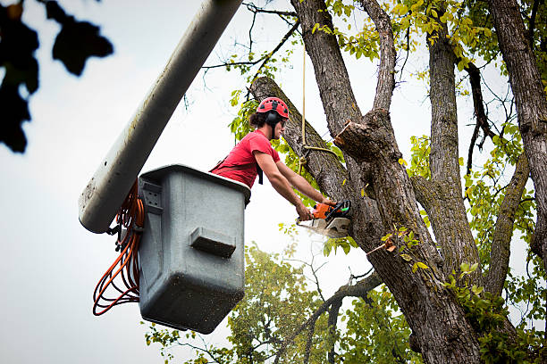 Best Tree Preservation Services  in Broken Bow, NE